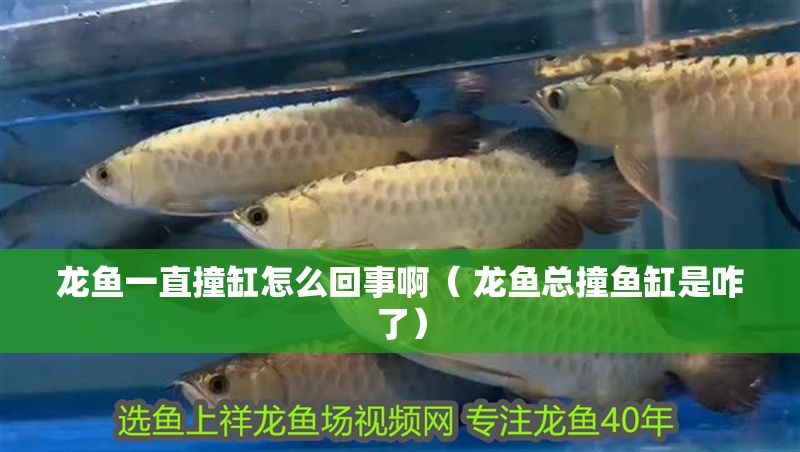 龍魚一直撞缸怎么回事啊（ 龍魚總撞魚缸是咋了）
