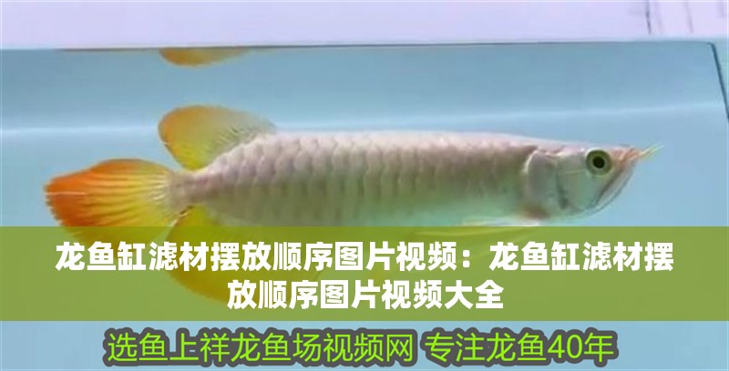 龍魚缸濾材擺放順序圖片視頻：龍魚缸濾材擺放順序圖片視頻大全 龍魚缸濾材擺放順序圖片視頻：龍魚缸濾材擺放順序圖片視頻大全 水族問答