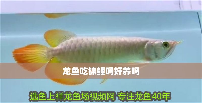 龍魚吃錦鯉嗎好養(yǎng)嗎 龍魚百科 第2張 龍魚吃錦鯉嗎好養(yǎng)嗎 龍魚吃錦鯉嗎好養(yǎng)嗎 龍魚百科 第2張