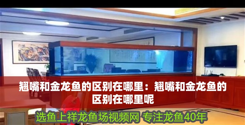 翹嘴和金龍魚的區別在哪里：翹嘴和金龍魚的區別在哪里呢