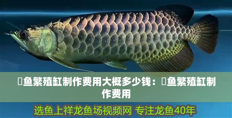 魟魚繁殖缸制作費用大概多少錢：魟魚繁殖缸制作費用