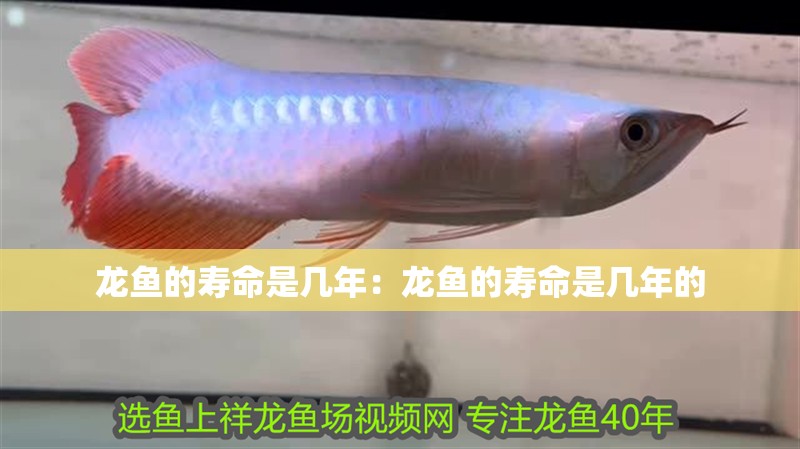 龍魚的壽命是幾年：龍魚的壽命是幾年的