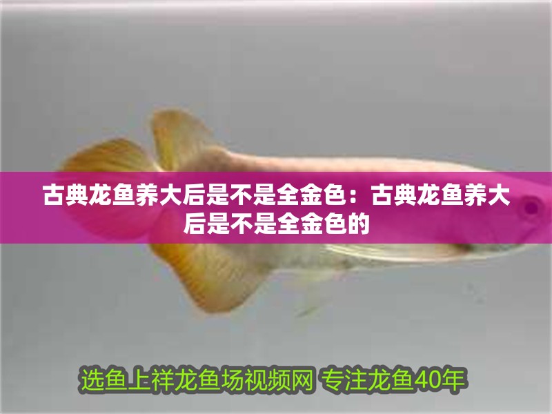 古典龍魚養(yǎng)大后是不是全金色：古典龍魚養(yǎng)大后是不是全金色的