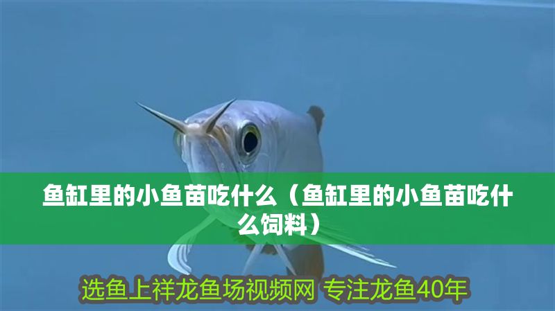 魚缸里的小魚苗吃什么（魚缸里的小魚苗吃什么飼料）