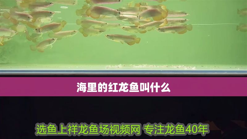 海里的紅龍魚叫什么