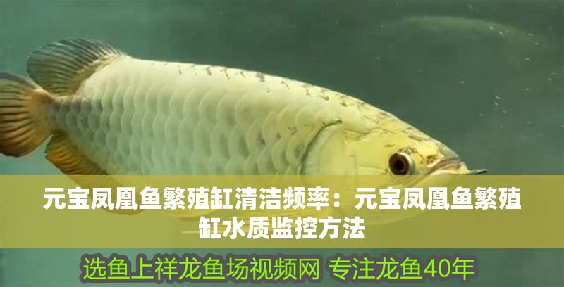 元寶鳳凰魚繁殖缸清潔頻率：元寶鳳凰魚繁殖缸水質監控方法