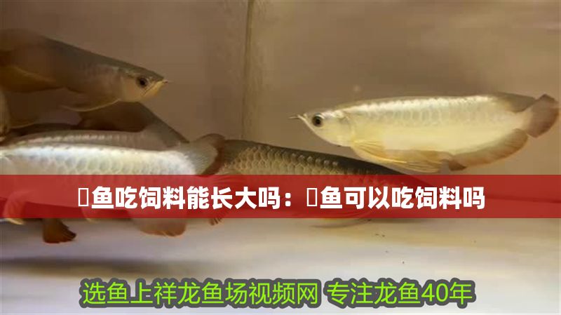 魟魚吃飼料能長大嗎：魟魚可以吃飼料嗎