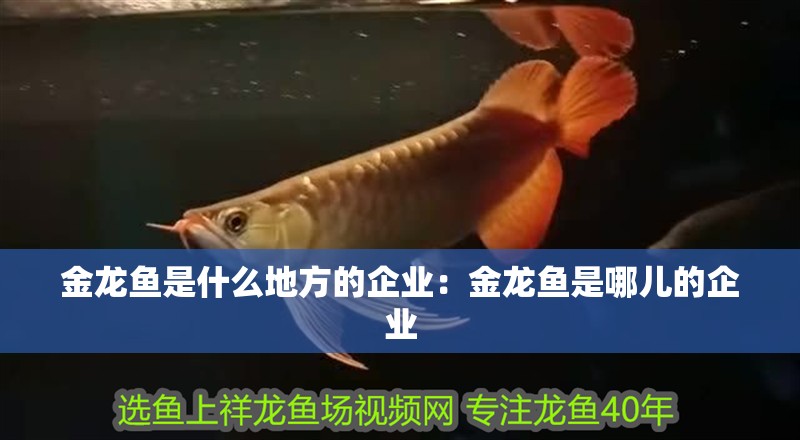 金龍魚是什么地方的企業：金龍魚是哪兒的企業