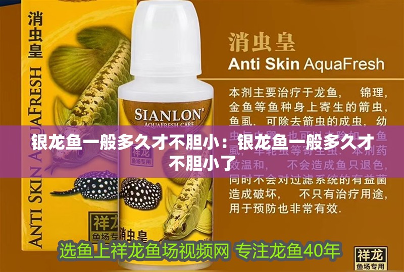 銀龍魚一般多久才不膽小：銀龍魚一般多久才不膽小了 銀龍魚一般多久才不膽小：銀龍魚一般多久才不膽小了 水族問答
