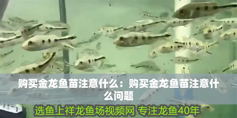 購買金龍魚苗注意什么：購買金龍魚苗注意什么問題