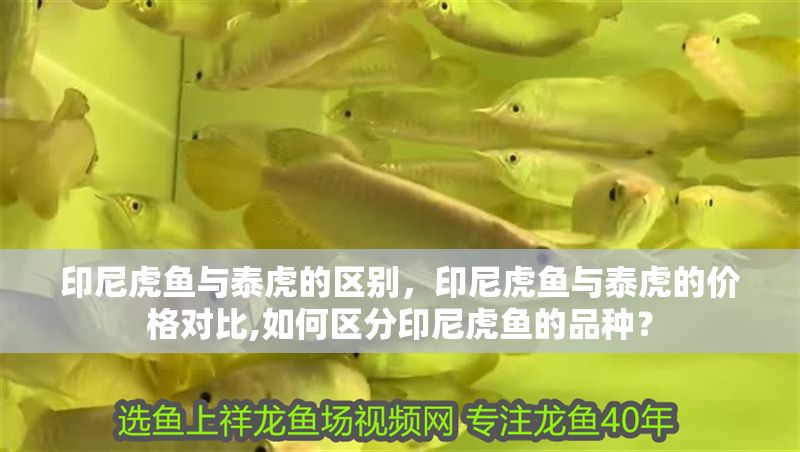 印尼虎魚與泰虎的區(qū)別,印尼虎魚與泰虎的價格對比,如何區(qū)分印尼虎魚的品種? 虎魚百科 第2張 印尼虎魚與泰虎的區(qū)別,印尼虎魚與泰虎的價格對比,如何區(qū)分印尼虎魚的品種? 印尼虎魚與泰虎的區(qū)別,印尼虎魚與泰虎的價格對比,如何區(qū)分印尼虎魚的品種? 虎魚百科 第2張