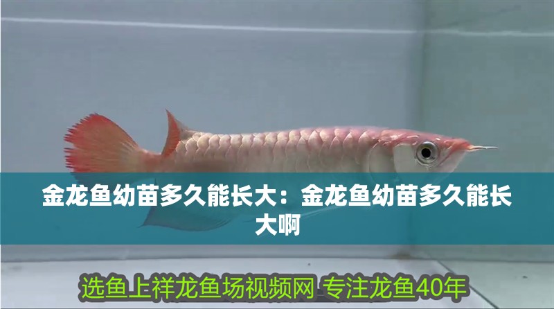 金龍魚幼苗多久能長大：金龍魚幼苗多久能長大啊