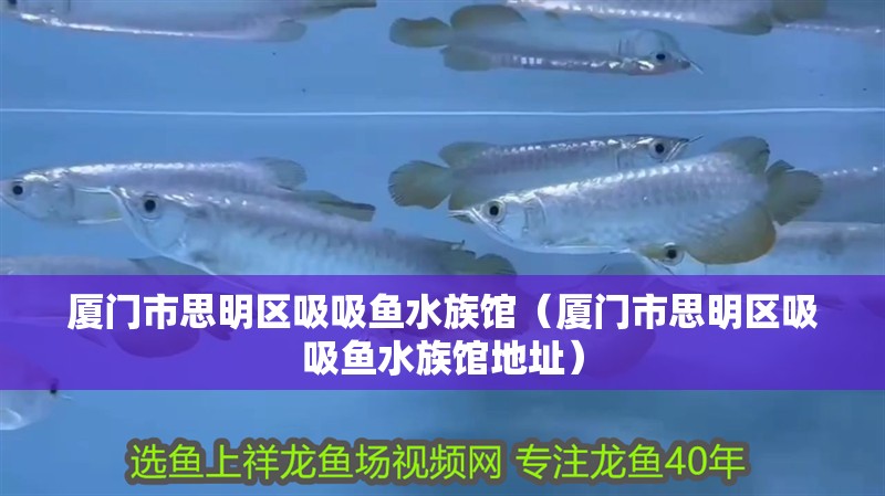 廈門市思明區吸吸魚水族館（廈門市思明區吸吸魚水族館地址）