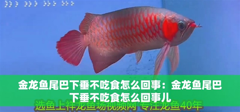金龍魚尾巴下垂不吃食怎么回事：金龍魚尾巴下垂不吃食怎么回事兒
