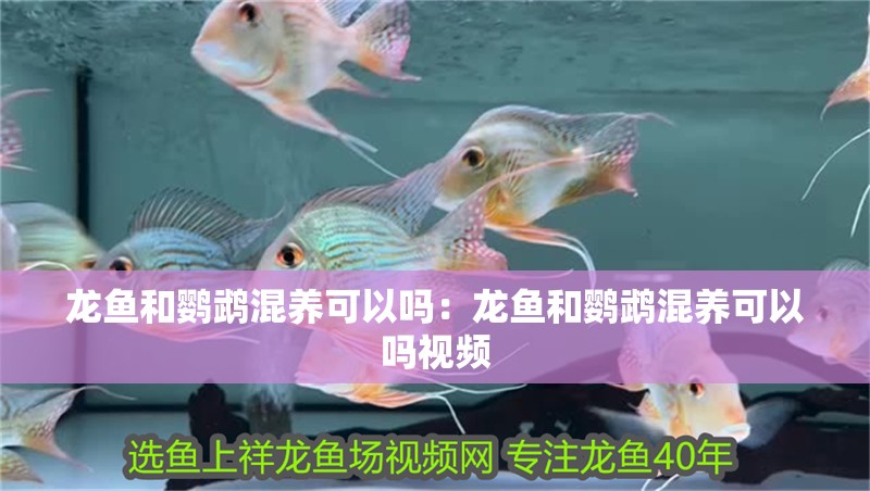 龍魚和鸚鵡混養可以嗎：龍魚和鸚鵡混養可以嗎視頻