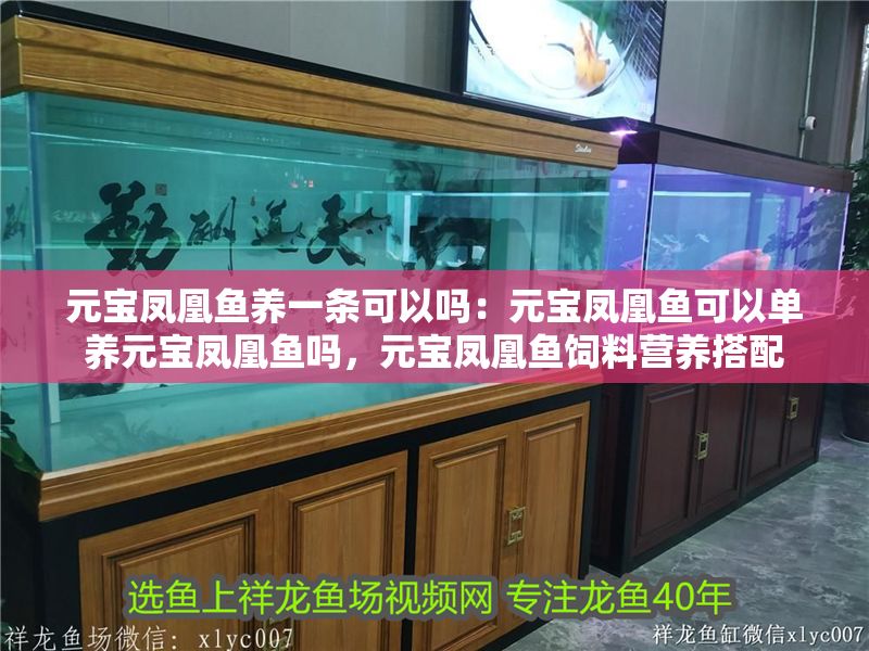 元寶鳳凰魚養(yǎng)一條可以嗎：元寶鳳凰魚可以單養(yǎng)元寶鳳凰魚嗎，元寶鳳凰魚飼料營養(yǎng)搭配