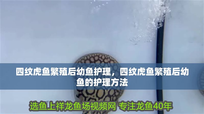 四紋虎魚繁殖后幼魚護理，四紋虎魚繁殖后幼魚的護理方法