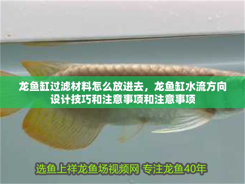 龍魚缸過濾材料怎么放進去，龍魚缸水流方向設計技巧和注意事項和注意事項