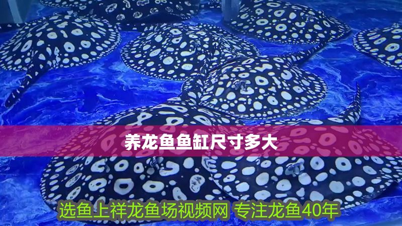 養(yǎng)龍魚魚缸尺寸多大