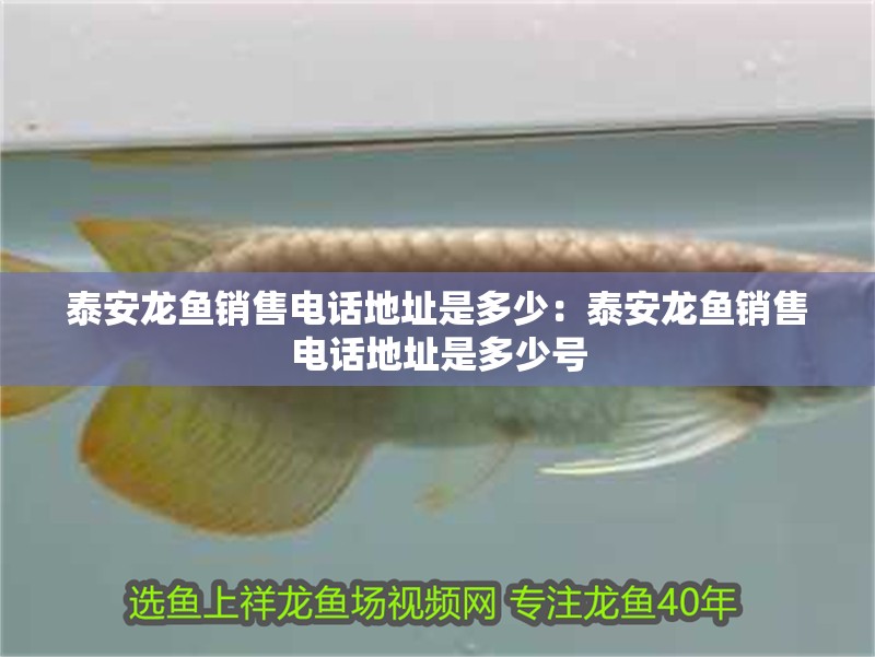 <strong><mark>泰安</mark></strong>龍魚銷售電話地址是多少：<strong><mark>泰安</mark></strong>龍魚銷售電話地址是多少號