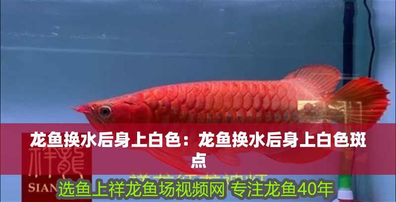 龍魚換水后身上白色：龍魚換水后身上白色斑點