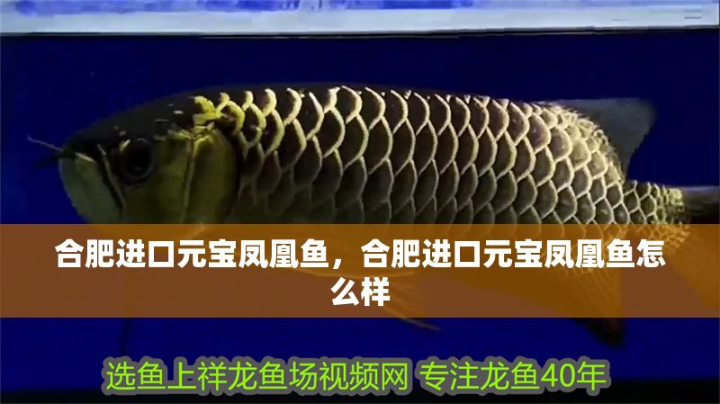 合肥進口元寶鳳凰魚，合肥進口元寶鳳凰魚怎么樣