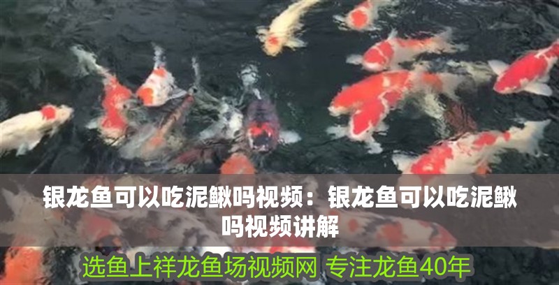銀龍魚可以吃泥鰍嗎視頻：銀龍魚可以吃泥鰍嗎視頻講解 銀龍魚可以吃泥鰍嗎視頻：銀龍魚可以吃泥鰍嗎視頻講解 水族問答