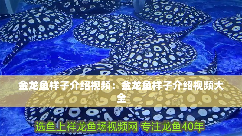 金龍魚樣子介紹視頻：金龍魚樣子介紹視頻大全