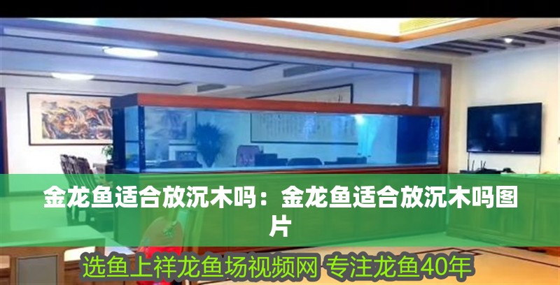 金龍魚(yú)適合放沉木嗎：金龍魚(yú)適合放沉木嗎圖片