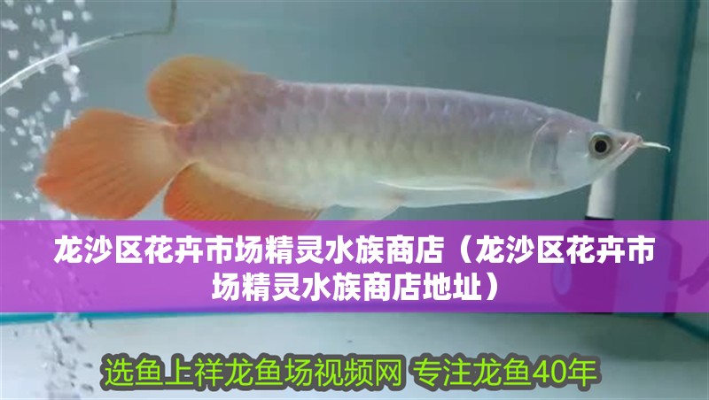 龍沙區花卉市場精靈水族商店（龍沙區花卉市場精靈水族商店地址）