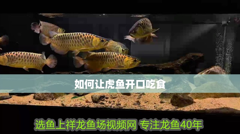 如何讓虎魚開口吃食