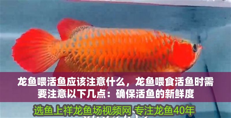 龍魚喂活魚應(yīng)該注意什么，龍魚喂食活魚時需要注意以下幾點：確保活魚的新鮮度
