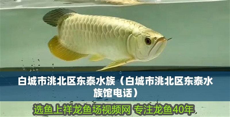 白城市洮北區(qū)東泰水族（白城市洮北區(qū)東泰水族館電話） 白城市洮北區(qū)東泰水族（白城市洮北區(qū)東泰水族館電話） 全國(guó)水族館企業(yè)名錄 第1張