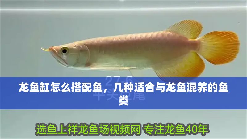龍魚缸怎么搭配魚，幾種適合與龍魚混養的魚類