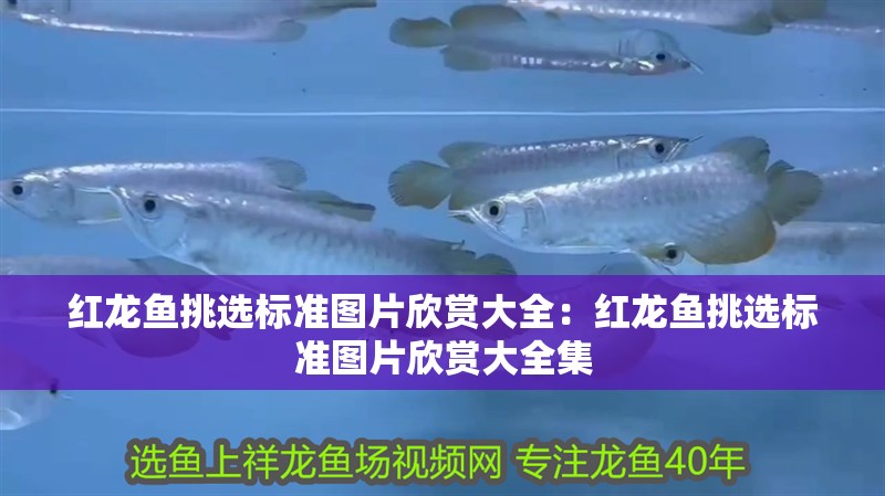 南寧魚缸回收店地址查詢電話（南寧魚缸回收店地址查詢電話號碼）