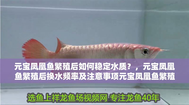 元寶鳳凰魚繁殖后如何穩(wěn)定水質(zhì)？，元寶鳳凰魚繁殖后換水頻率及注意事項元寶鳳凰魚繁殖后水溫控制技巧