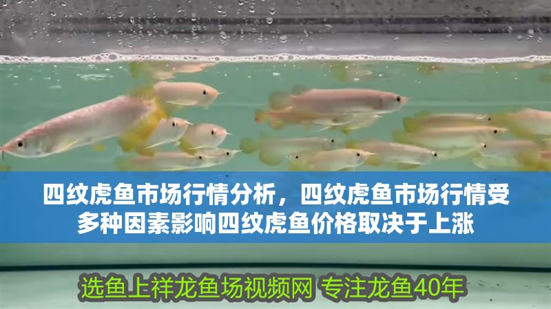 四紋虎魚市場(chǎng)行情分析,四紋虎魚市場(chǎng)行情受多種因素影響四紋虎魚價(jià)格取決于上漲 虎魚百科 第1張 四紋虎魚市場(chǎng)行情分析,四紋虎魚市場(chǎng)行情受多種因素影響四紋虎魚價(jià)格取決于上漲 四紋虎魚市場(chǎng)行情分析,四紋虎魚市場(chǎng)行情受多種因素影響四紋虎魚價(jià)格取決于上漲 虎魚百科 第1張