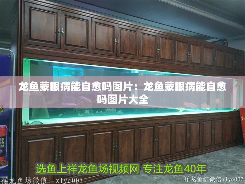 龍魚(yú)蒙眼病能自愈嗎圖片：龍魚(yú)蒙眼病能自愈嗎圖片大全