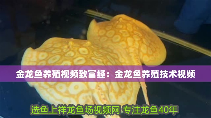 金龍魚養殖視頻致富經：金龍魚養殖技術視頻