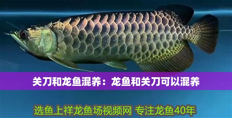 關刀和龍魚混養：龍魚和關刀可以混養