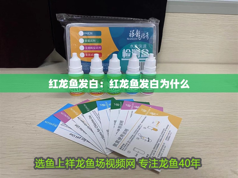 紅龍魚發(fā)白：紅龍魚發(fā)白為什么