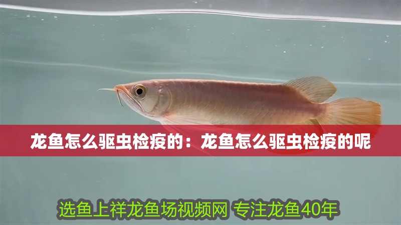 龍魚怎么驅蟲檢疫的：龍魚怎么驅蟲檢疫的呢