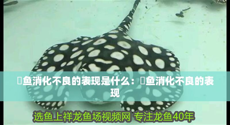 魟魚消化不良的表現是什么：魟魚消化不良的表現