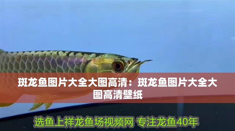 斑龍魚圖片大全大圖高清：斑龍魚圖片大全大圖高清壁紙