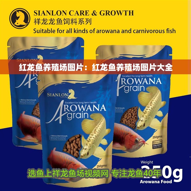 紅龍魚養殖場圖片：紅龍魚養殖場圖片大全