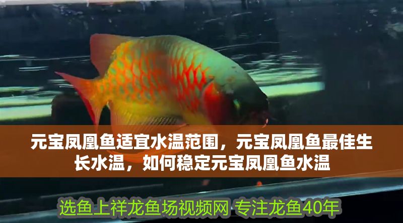 元寶鳳凰魚適宜水溫范圍，元寶鳳凰魚最佳生長(zhǎng)水溫，如何穩(wěn)定元寶鳳凰魚水溫