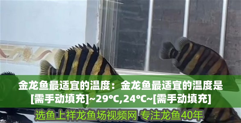 金龍魚最適宜的溫度：金龍魚最適宜的溫度是[需手動(dòng)填充]~29℃,24℃~[需手動(dòng)填充]