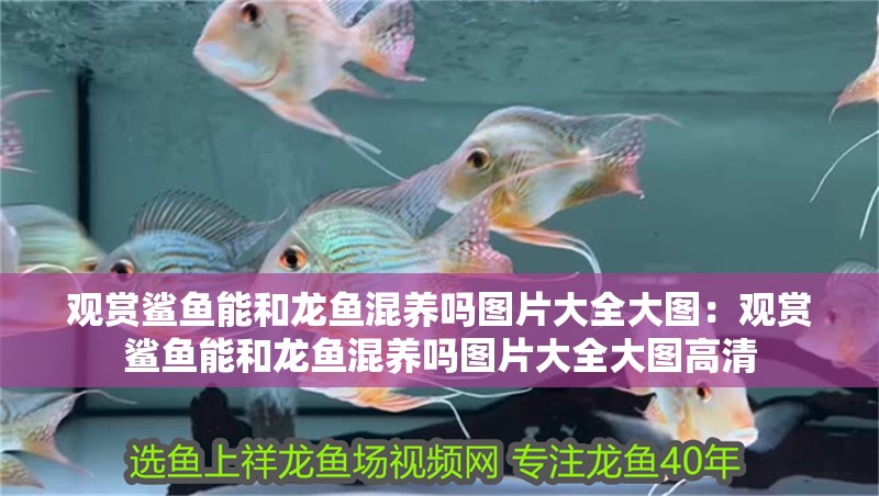 觀賞鯊魚能和龍魚混養嗎圖片大全大圖：觀賞鯊魚能和龍魚混養嗎圖片大全大圖高清