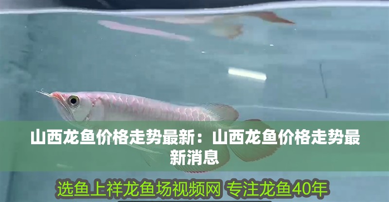 山西龍魚價(jià)格走勢最新：山西龍魚價(jià)格走勢最新消息