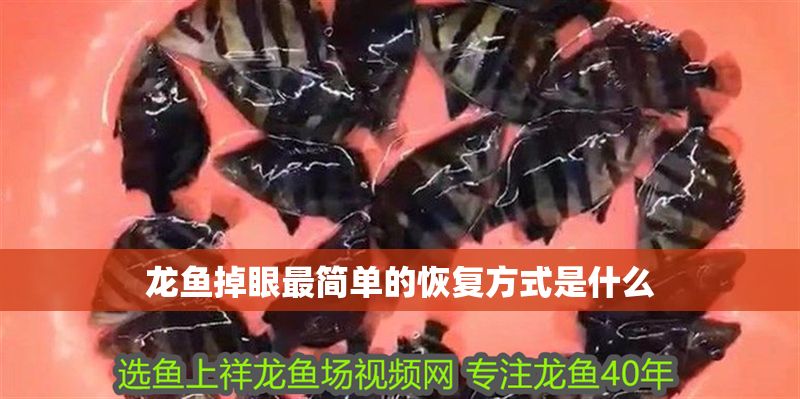 龍魚掉眼最簡單的恢復方式是什么